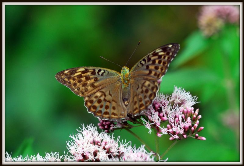 Argynnis paphia le due forme della femmina