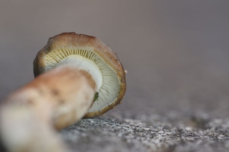 Cespo? Ceppo? di funghi mai visti.