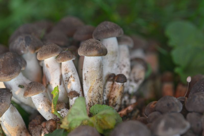 Cespo? Ceppo? di funghi mai visti.