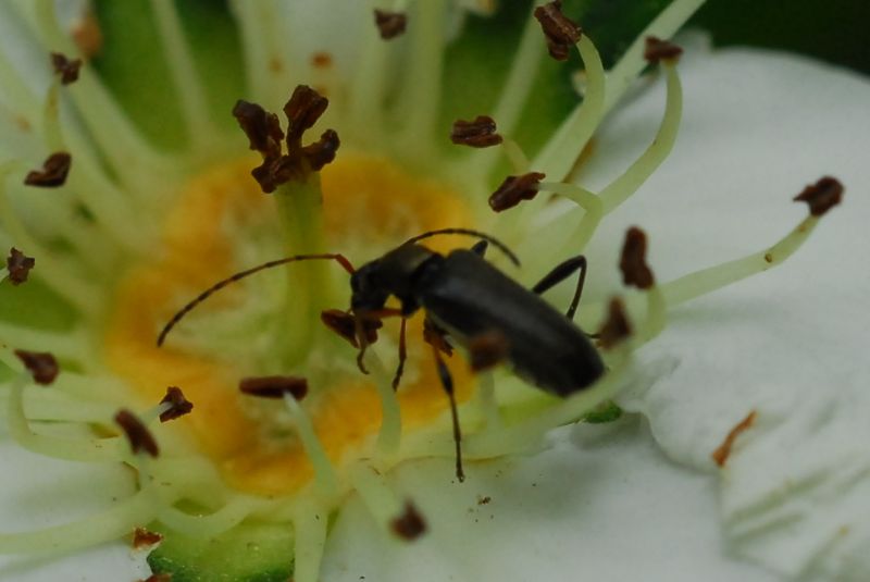 Grammoptera ruficornis ssp. ruficornis (Cerambycidae)