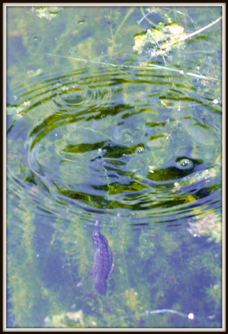 Nessie