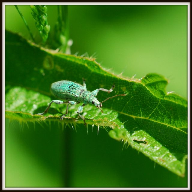 bestiolino color verderame - Phyllobius arborator (cf.)