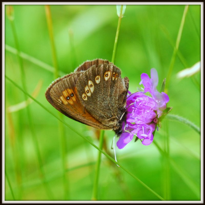 Erebia albergana? S !