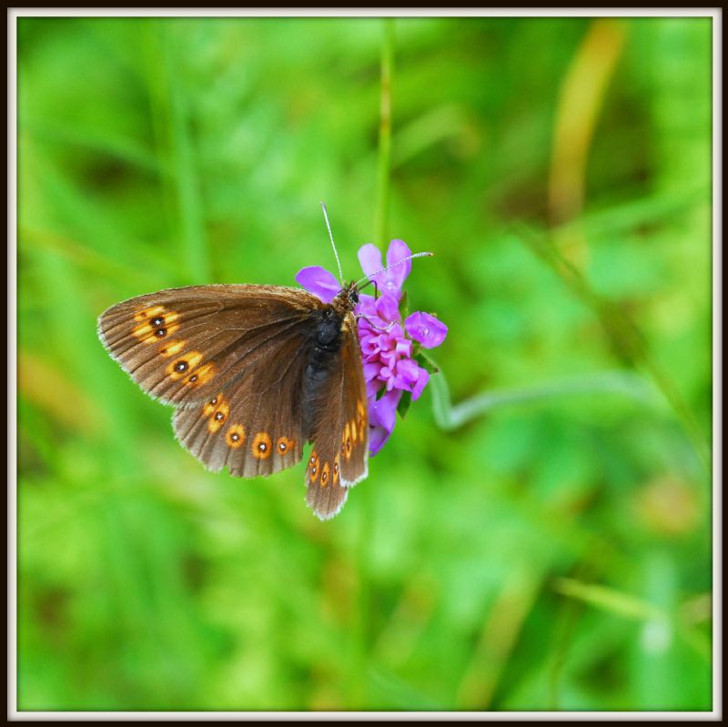 Erebia albergana? S !