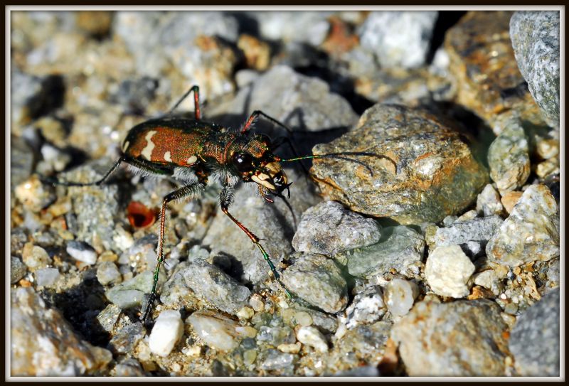 Cicindela gallica?
