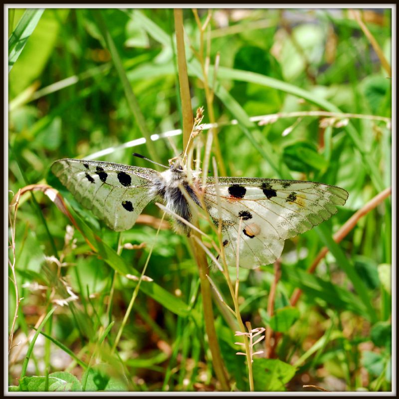 Sono ancora arrivate.