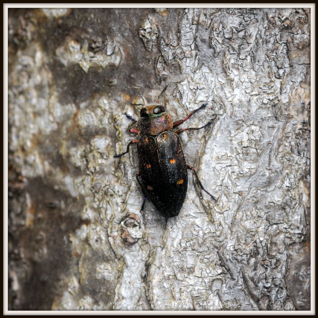 Buprestide: Chrysobothris affinis