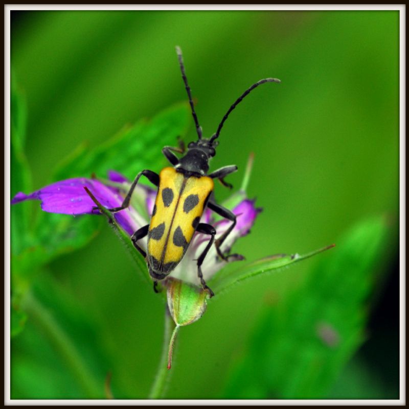 Brachyta interrogationis e Hoplia sp.