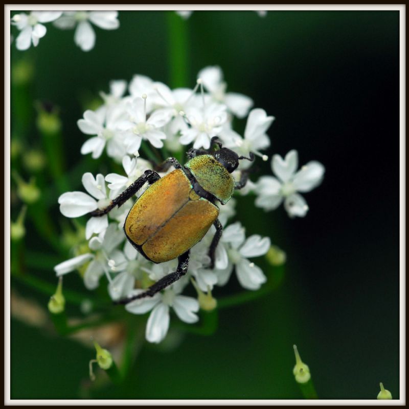 Brachyta interrogationis e Hoplia sp.