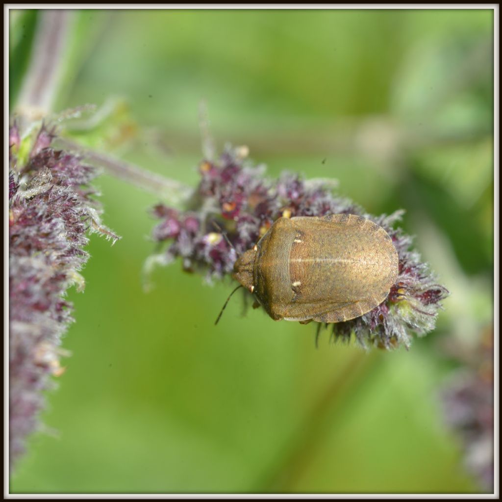animaletto misterioso: Eurygaster?
