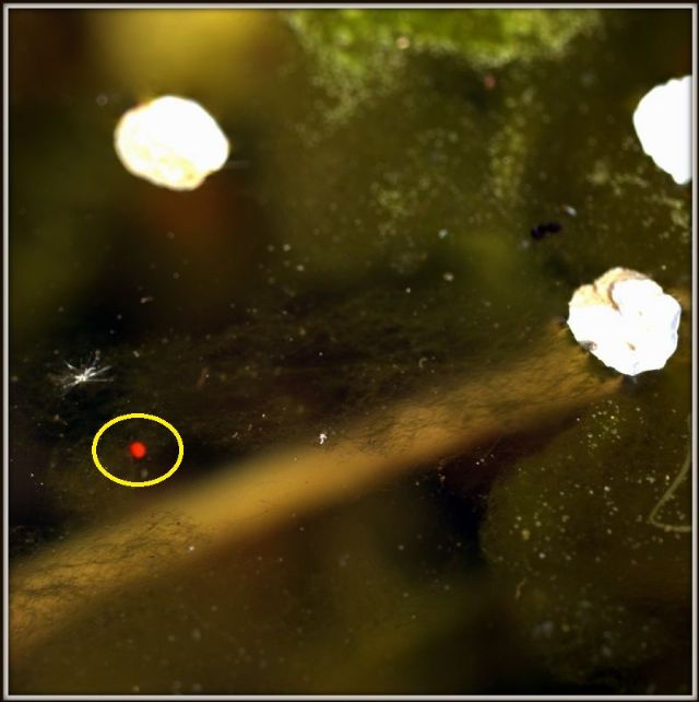 misterioso fiammeggiante