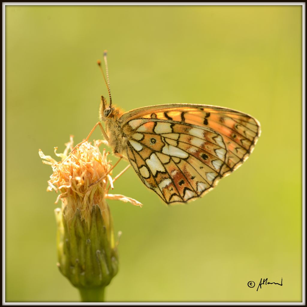 B. selene o euphrosyne? Boloria (Clossiana) selene