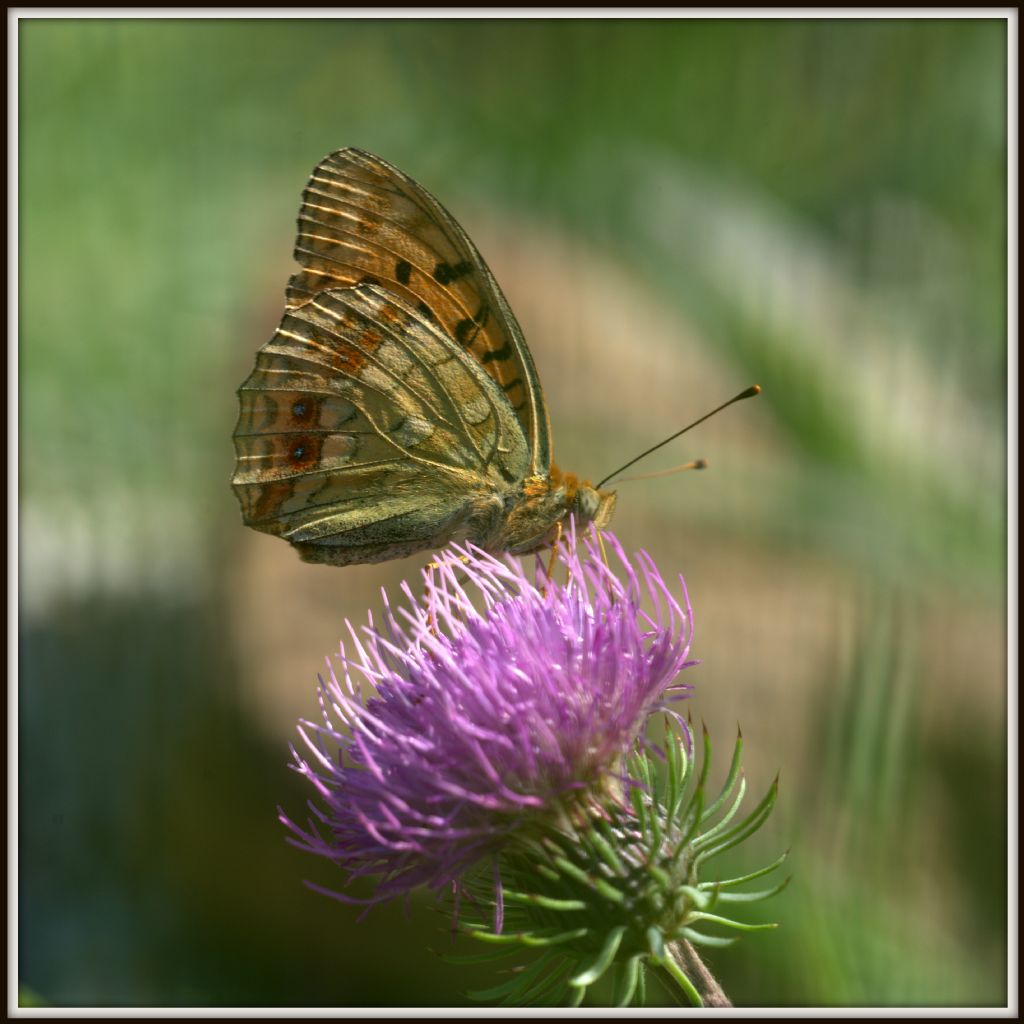 Argynnis (Fabriciana) adippe (un dubbio)