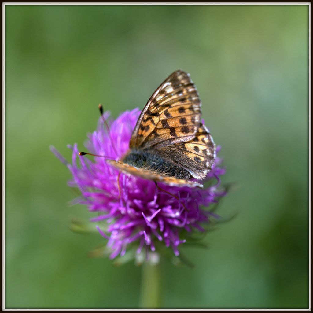 Boloria cfr. pales