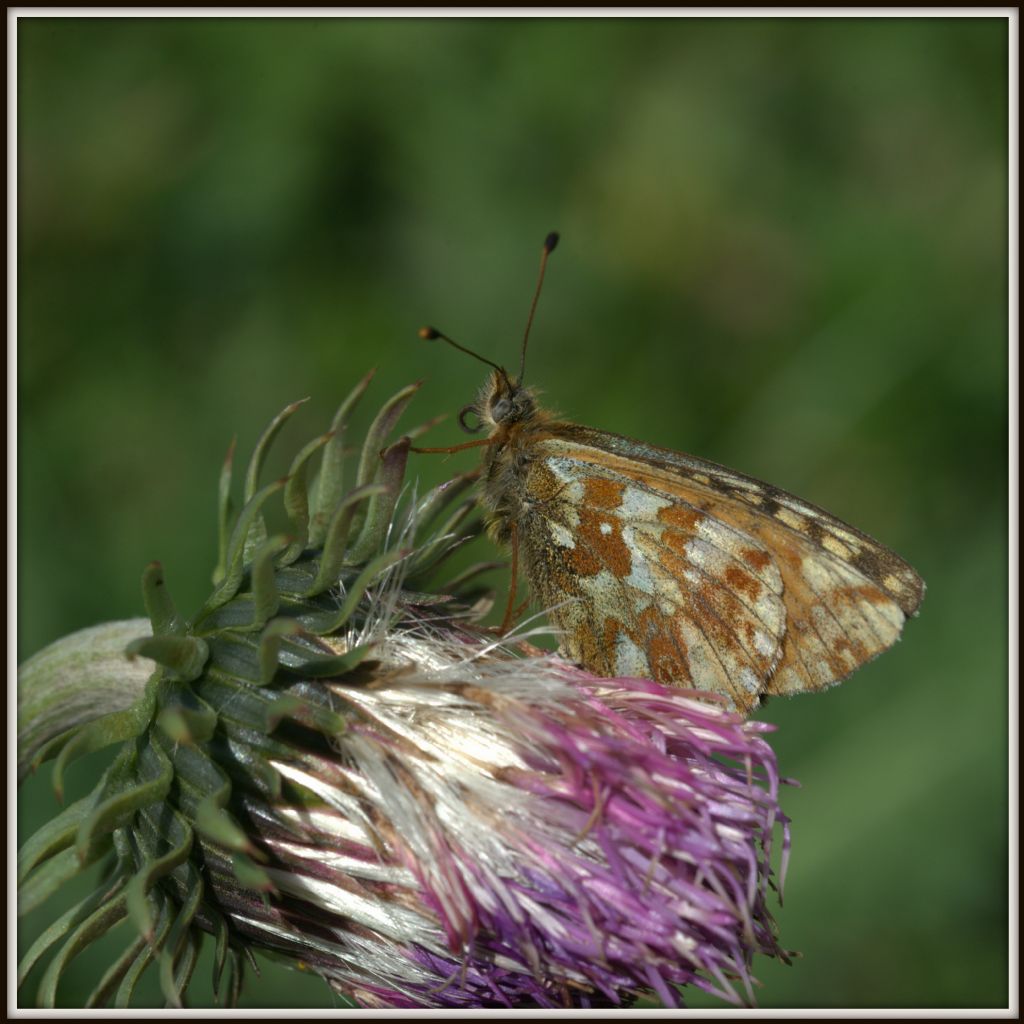 Boloria cfr. pales