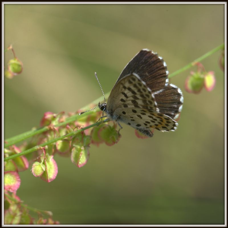 Scolitantides orion