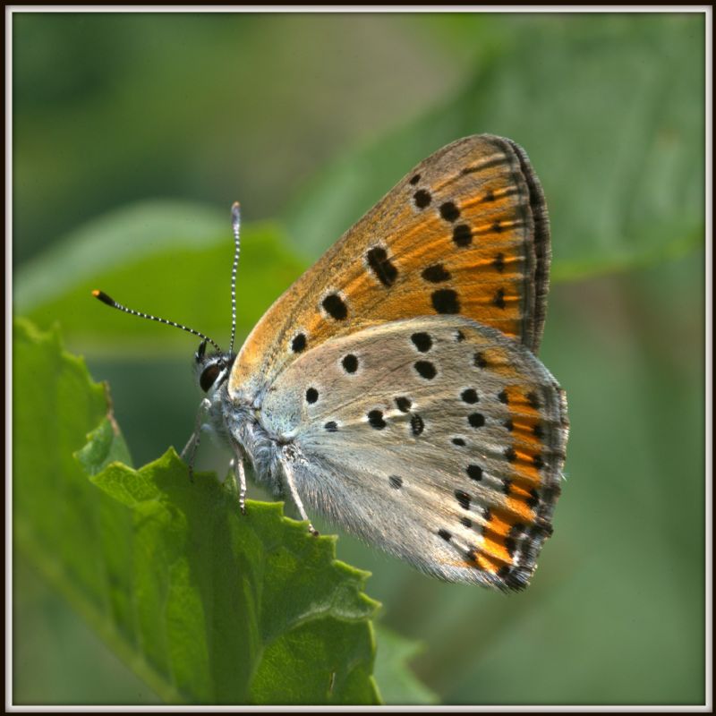 Lycaena alciphron gordius