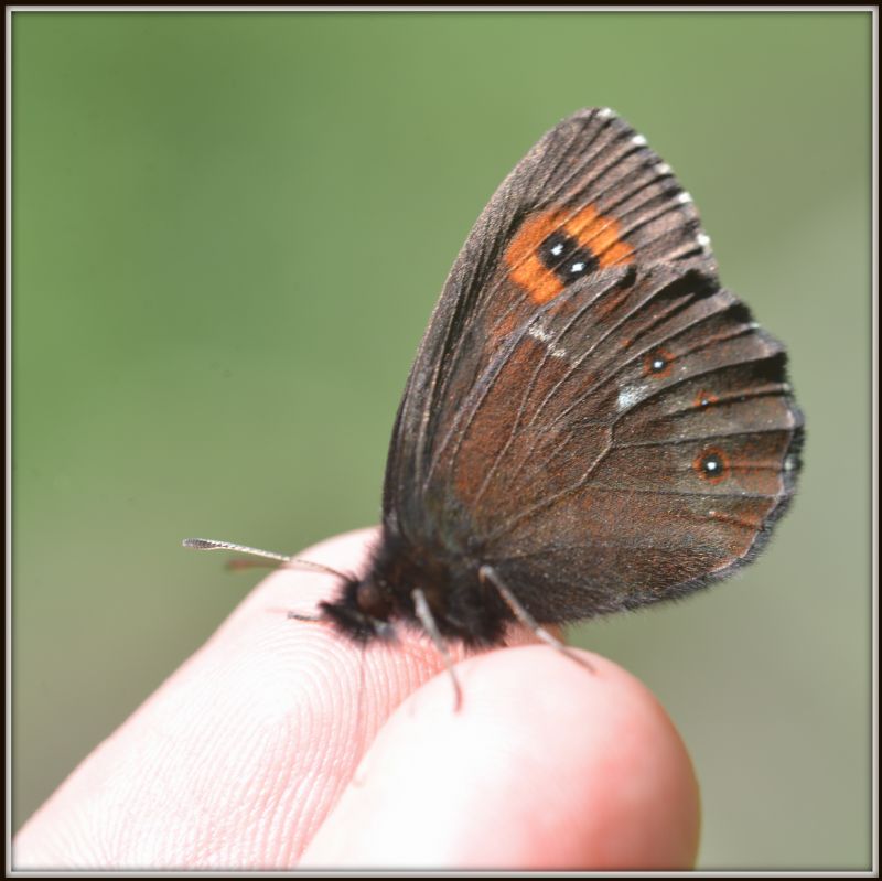 Erebia 1 - Erebia ligea