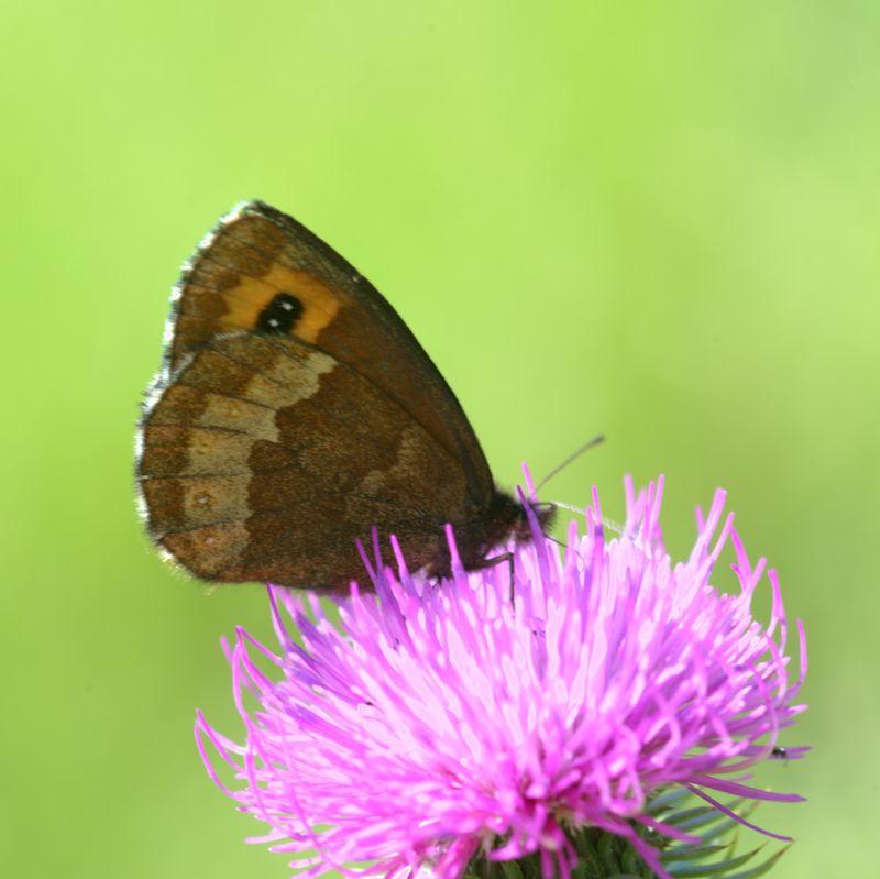 Erebia 2 - Erebia euryale adyte