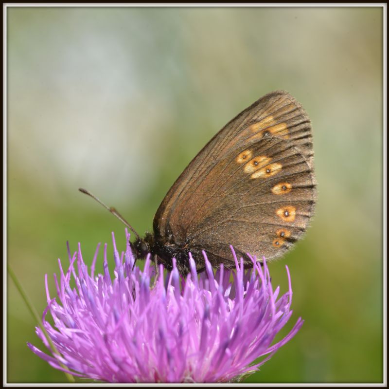 Erebia 3 - Erebia alberganus