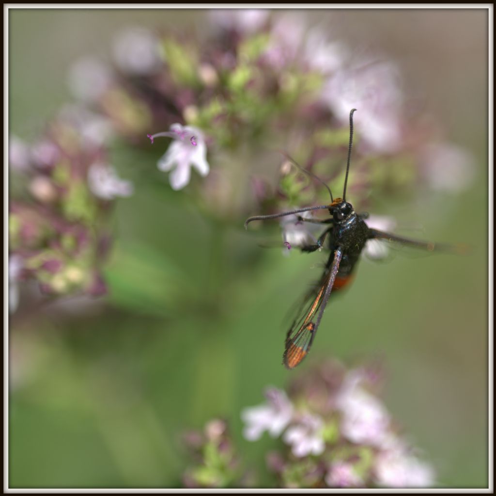 Synanthedon formicaeformis﻿, Sesiidae