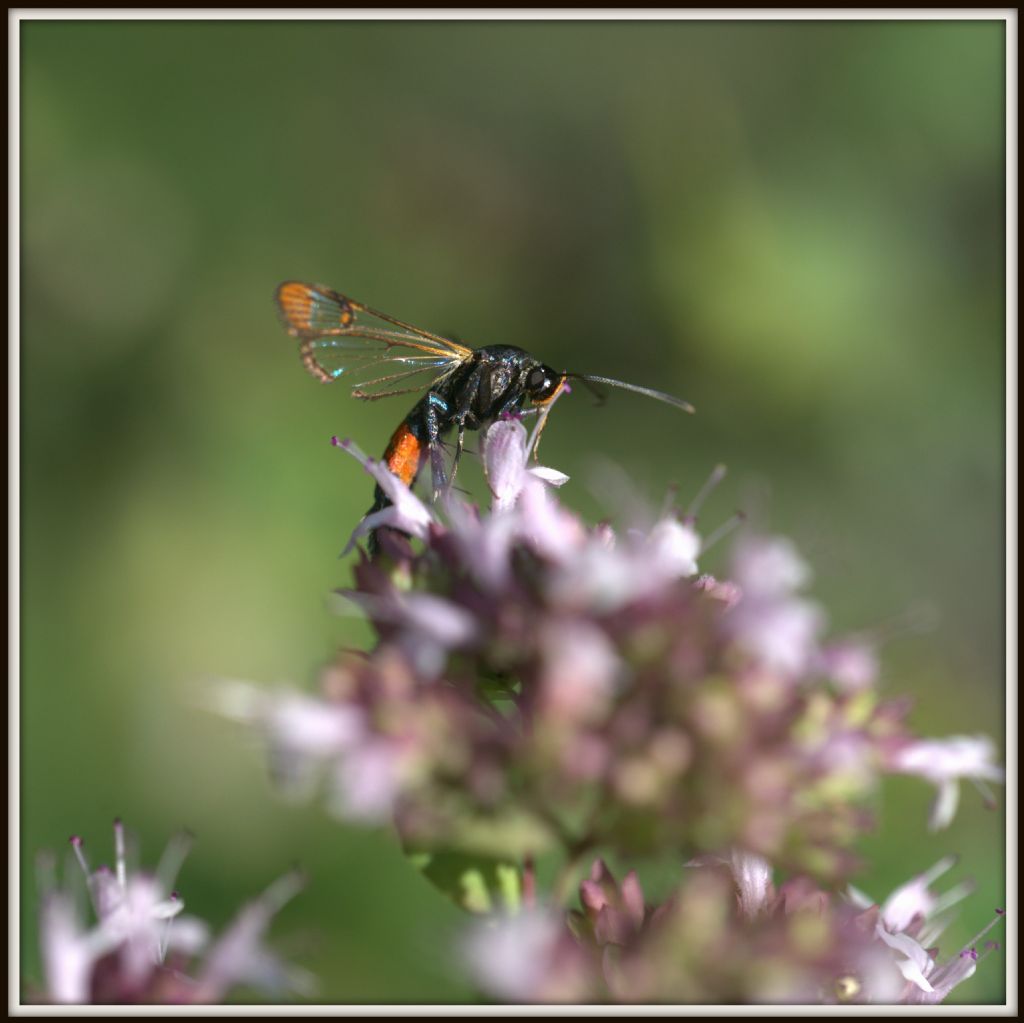 Synanthedon formicaeformis﻿, Sesiidae