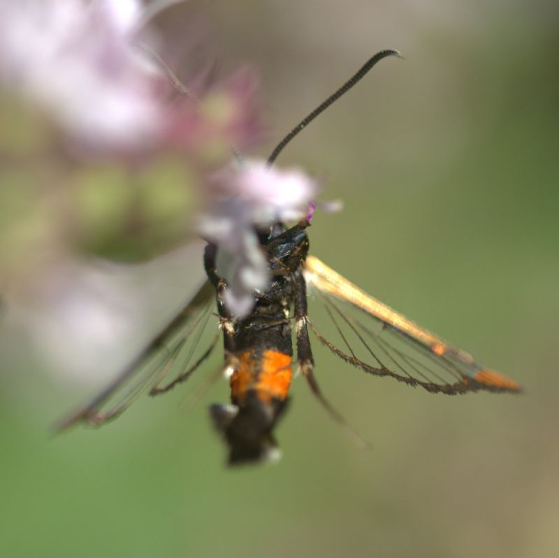 Synanthedon formicaeformis﻿, Sesiidae
