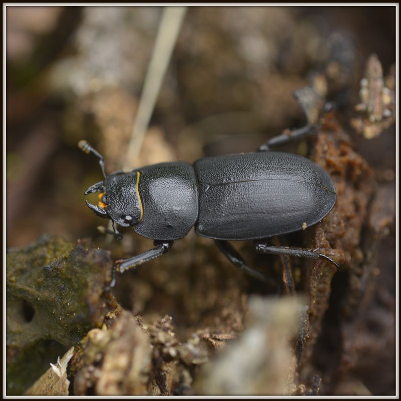 Dorcus parallelipipedus, Lucanidae