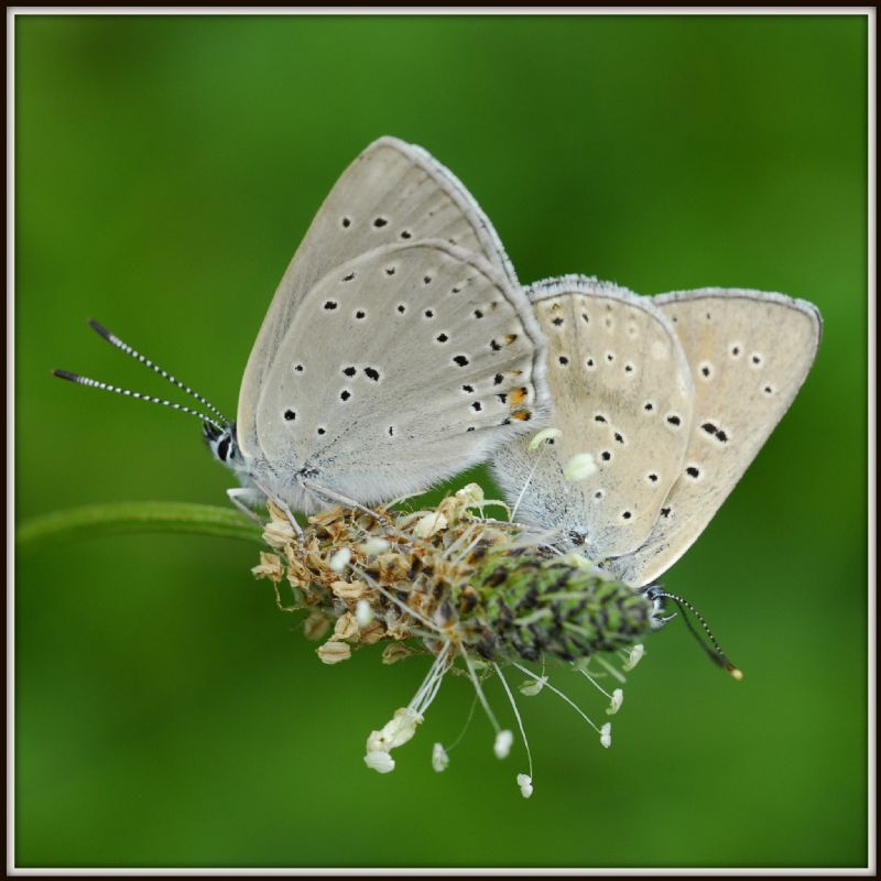 M e F  : foto di coppia