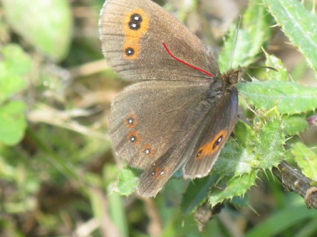 Erebia aethiops?