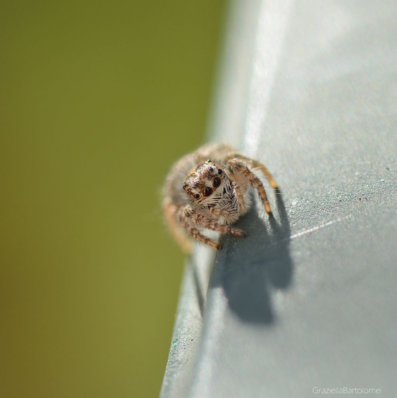 Philaeus chrysops , giovane  - Segni (RM)