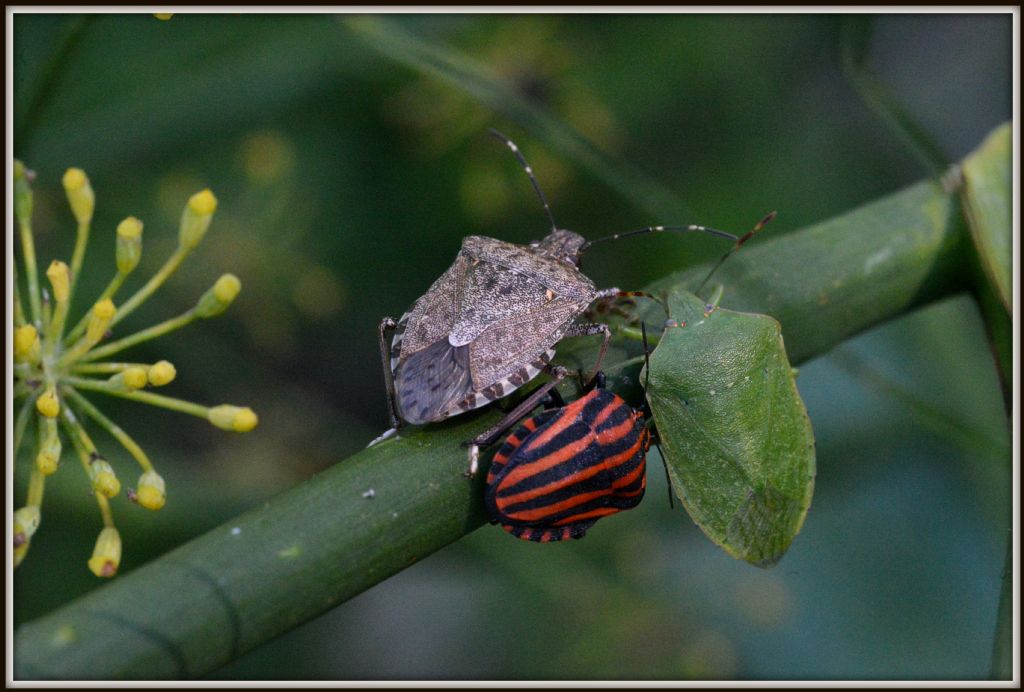 Un bel trio di Pentatomidae...delinquenti