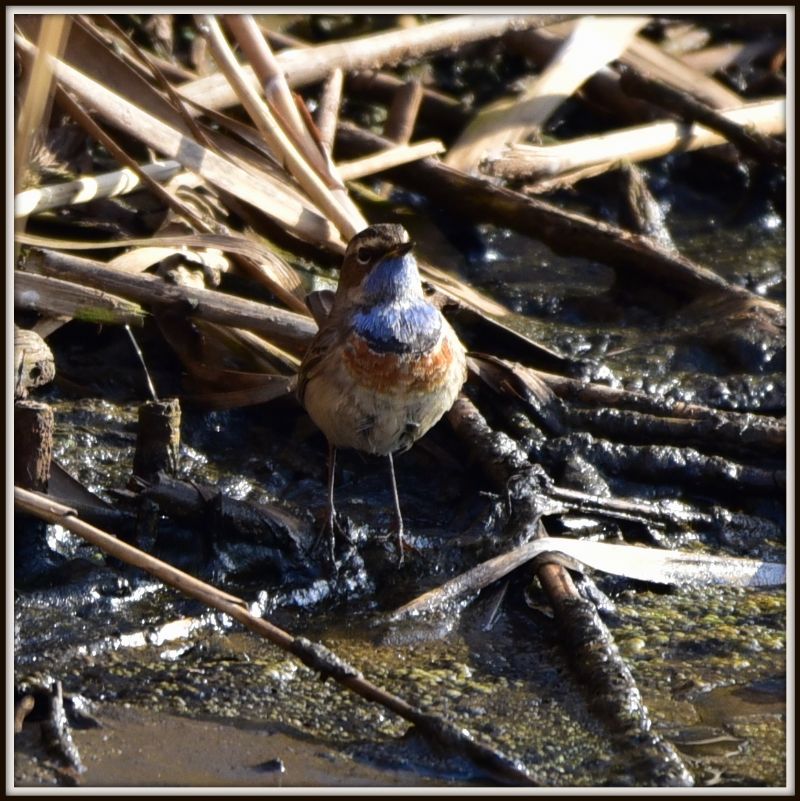 pettazzurro (Luscinia svecica cyanecula)