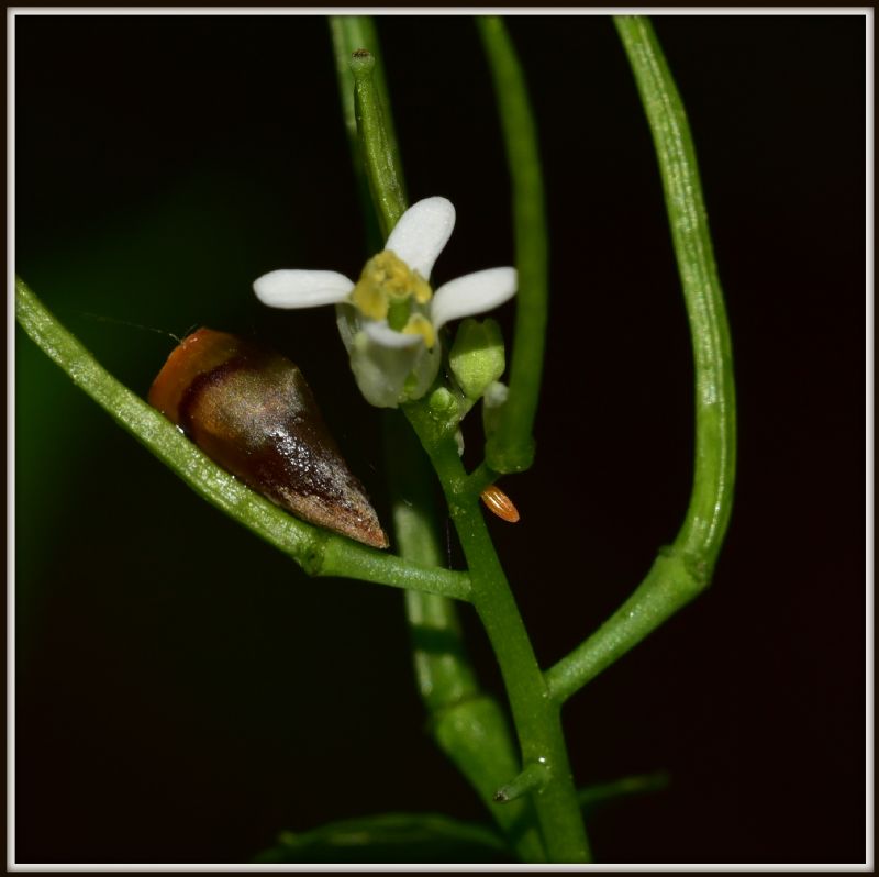 Anthocharis cardamines