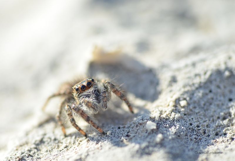 Salticidae: Philaeus chrysops - Segni (RM)