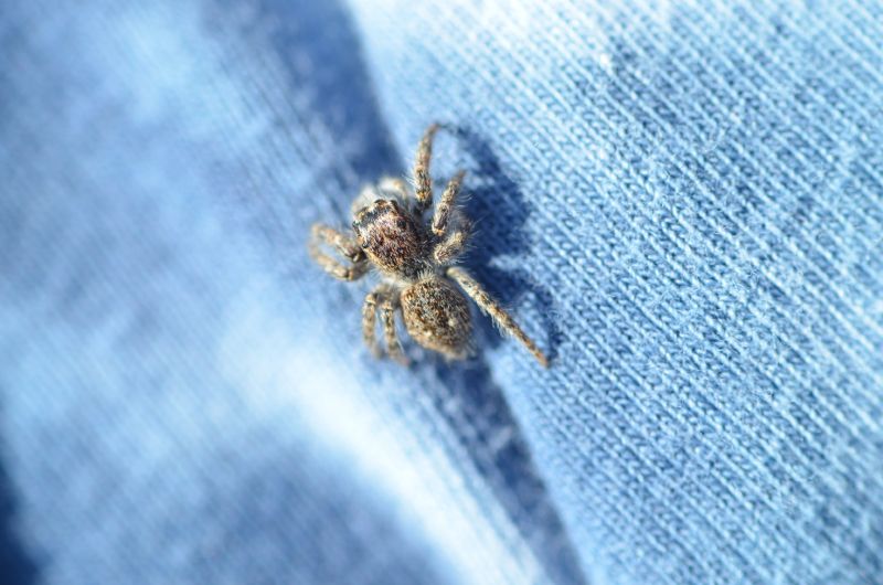 Salticidae: Philaeus chrysops - Segni (RM)