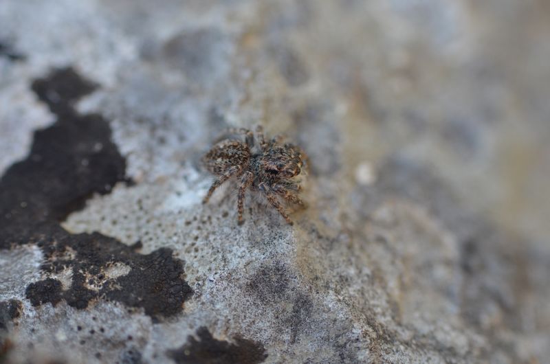 Salticidae: Philaeus chrysops - Segni (RM)