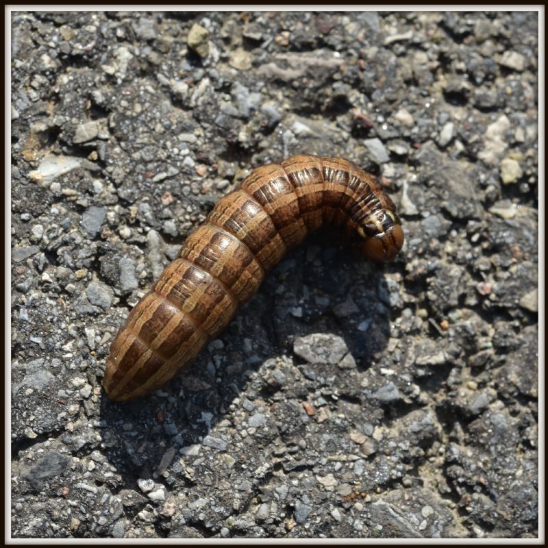 Bruco (per me) sconosciuto: Tholera decimalis - Noctuidae