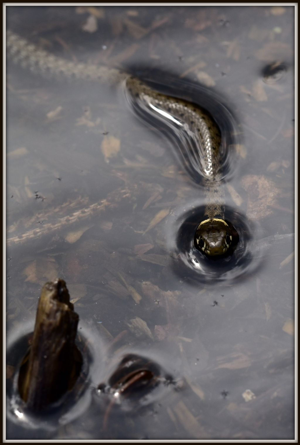 Il sorriso della Natrix natrix