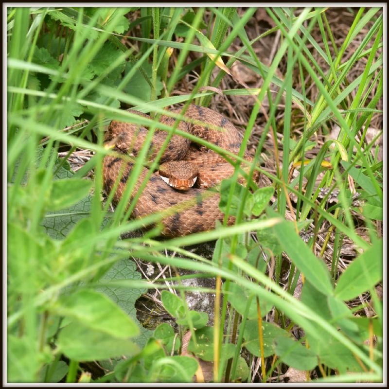 Vipera aspis francisciredi
