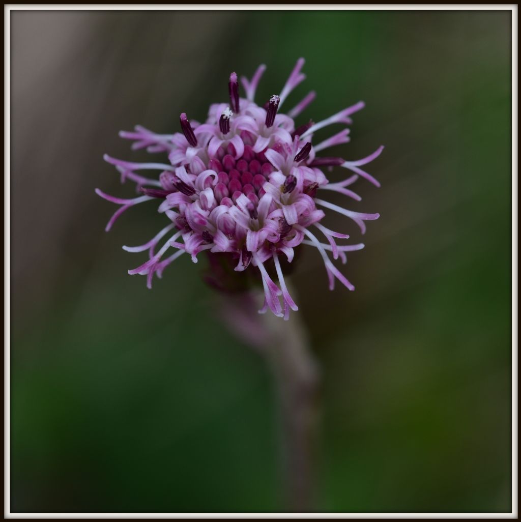 Homogyne alpina (Asteraceae)