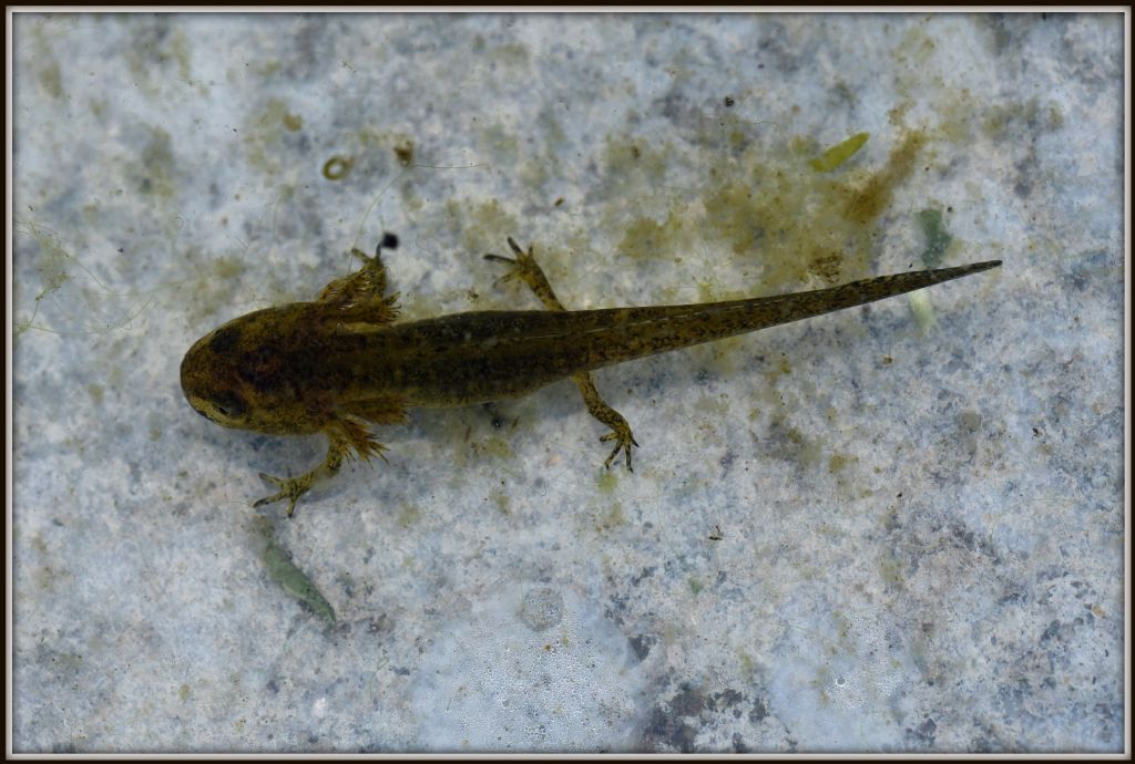 larva di tritone... alpestre
