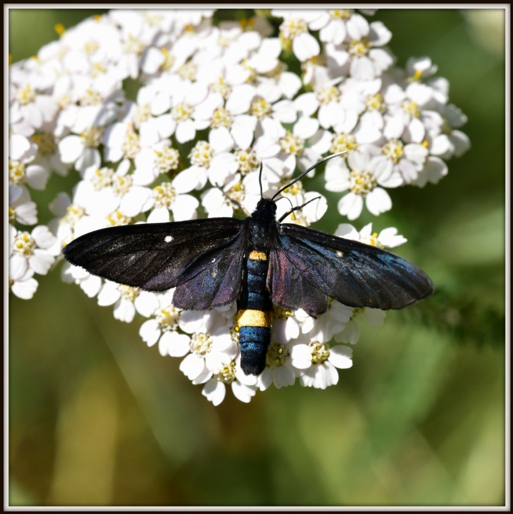 Quasi Syntomis (Amata) phegea iphimedia