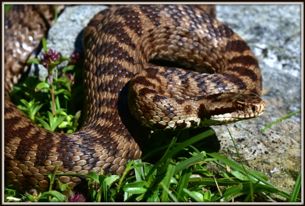 Vipera berus
