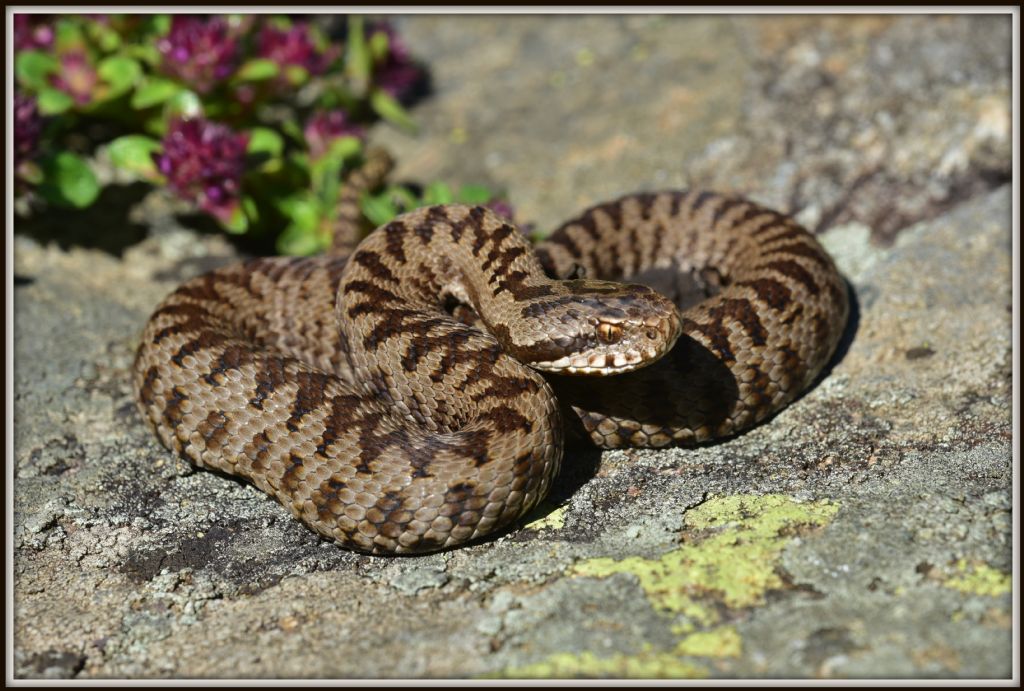 Vipera berus