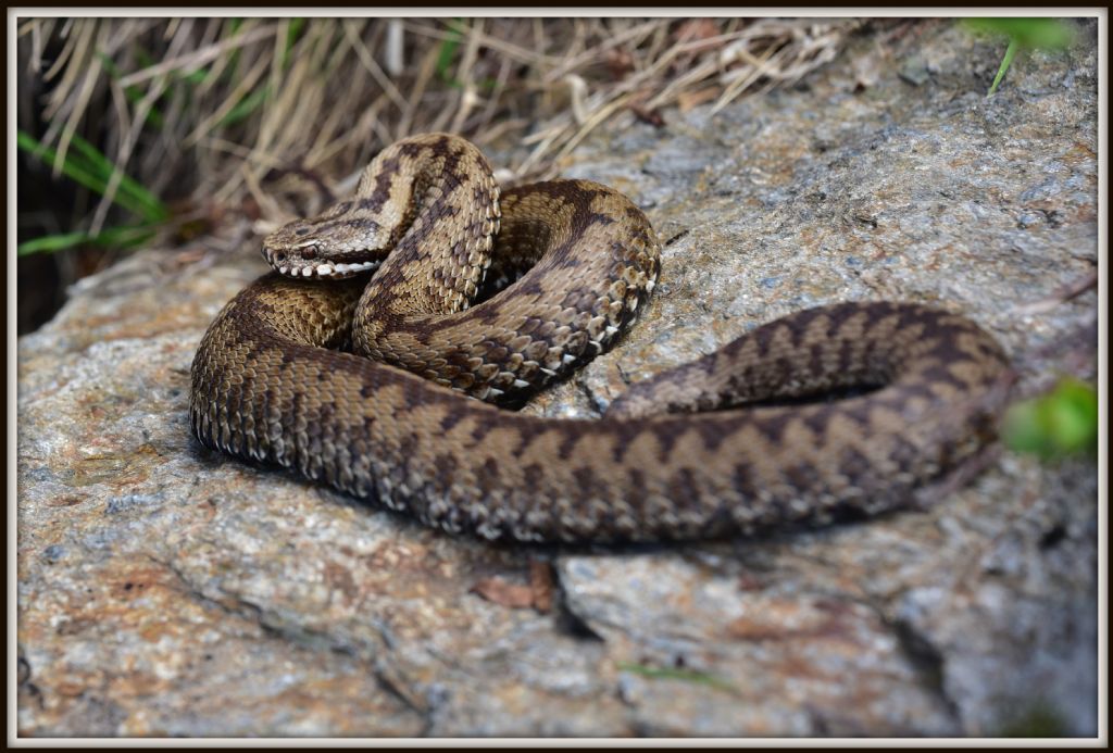 Vipera berus