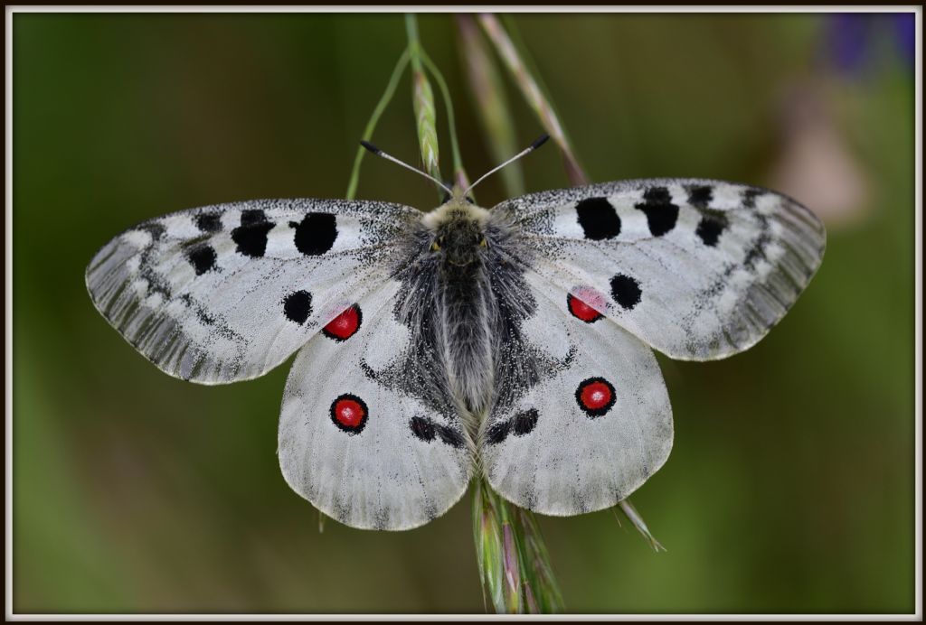 Parnassius apollo