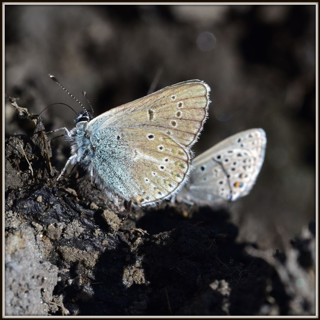 Lycenidae: Aricia eumedon e Vacciniina optilete