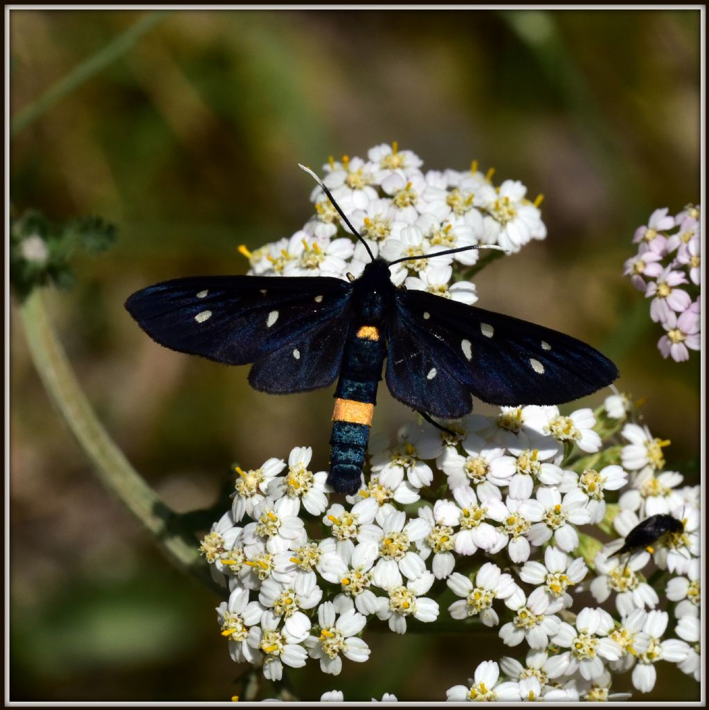 Amata phegea?