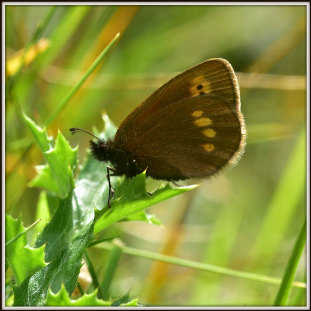 Erebia melampus, femmina (Nymphalidae Satyrinae)